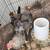 PULLETS 2 thumbnail