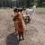Yearling alpacas 6 thumbnail