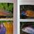 Tetra Aquarium Rare Fish & Plant Atlas Vol 2 - 1200+ Pages Color 6 thumbnail