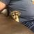 Puppy 2 thumbnail