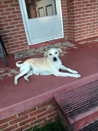 Dogs in need of a good home (Ellenboro NC)64145663628802123
