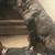 Cane corso 15 thumbnail