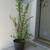 Potted Plant, 47" tall 3 thumbnail