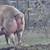 Pigs 3 thumbnail