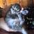 Kittens 3 thumbnail