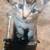 Free Kittens (5) 1 thumbnail