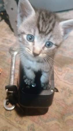 Free Kittens (5) 1