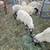 Butcher lambs wethers 2 thumbnail