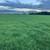 Coastal Hay 1 thumbnail