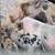 Miniature Piglets 8 thumbnail
