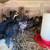 Blue egger chicks 2 thumbnail