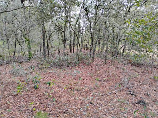 $7,500 / 9583ft2 - Nice wooded Buildable lot in Interlachen Lakes Estates (Interlachen)63822865296385124