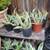 CACTUS Century Plants Blue Agave or Yellow Edges 3 Gal. Pots 13 thumbnail