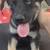 German shepherd/Husky 4 thumbnail
