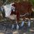 Mini Cattle /// Mini Donkeys /// Mini Horses 7 thumbnail