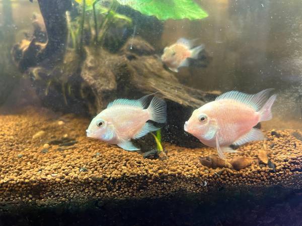 Platinum Parrot Cichlids (daly city)