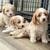 Mini Goldendoodle Puppies 12 thumbnail
