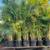 7 feet HEDGES: Podocarpus, Areca & Clusia 14 thumbnail