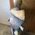 Large Life-Sized Ceramic Sculpture (Greg Kucera Gallery) 2 thumbnail