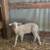 Young ram for breeding 2 thumbnail