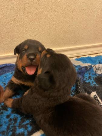 Puppies Rottweiler (Arlington)64018675162881121