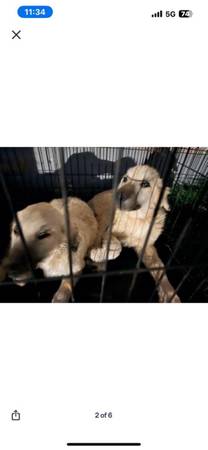 Pyrenees and anatolian shepherds puppies (Oklahoma City)63976603473794120