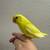 Parrotlets 1 thumbnail
