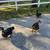 Muscovy ducks 3 drakes apprx 6 months old 1 thumbnail