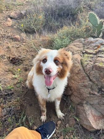 Aussie Australian Shepherd (Thousand Oaks)63439040725761123