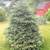 Blue Spruce Trees - Christmas trees 2 thumbnail