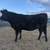 Jersey x Aberdeen heifers 3 thumbnail