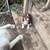 Mini herd dogs 1 thumbnail
