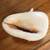 Conch Seashell; 8 Inches 5 thumbnail