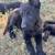 German shepherd puppy 1 thumbnail
