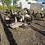 Free Ducks 2 thumbnail