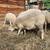 Weaned Lambs 5 thumbnail