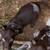 German shorthaired pointers 2 thumbnail