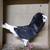 Beautiful Old Dutch Capuchine - Show Pigeon 5 thumbnail