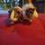 2 male guinea pigs 1 thumbnail
