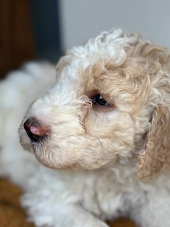 Doodle pup (walnut creek)63696489632769120