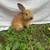 Bunnies 1 thumbnail