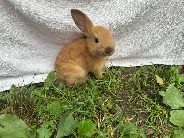 Bunnies 1