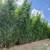 HUGE outdoor Landscape Plants Closeout -$30 EA!!!  BEST for PRIVACY 16 thumbnail