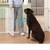 No Pawblems Free Standing Dog Gate with Door, 30'' Tall Foldable Dog Fence 8 thumbnail