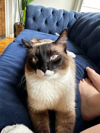 Lost Siamese Cat (San Francisco)64017886268546123