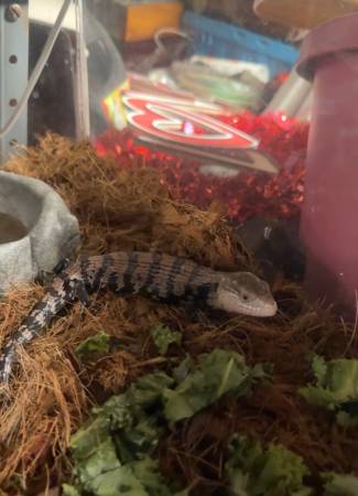 lizards for rehoming64177135482242124