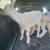 Bottle goats 2 thumbnail