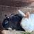 Rabbits - Conejos 7 thumbnail
