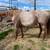 APHA Colt 3 thumbnail