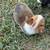 Corgi puppy 3 thumbnail